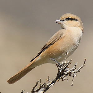 Isabelline Shrike